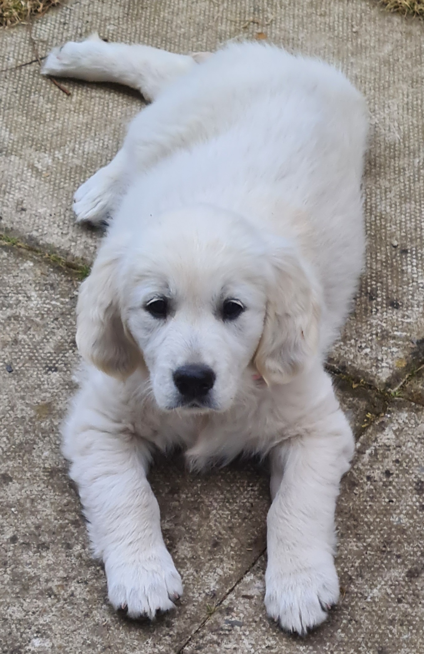 Mark's golden retriever puppy, Nala