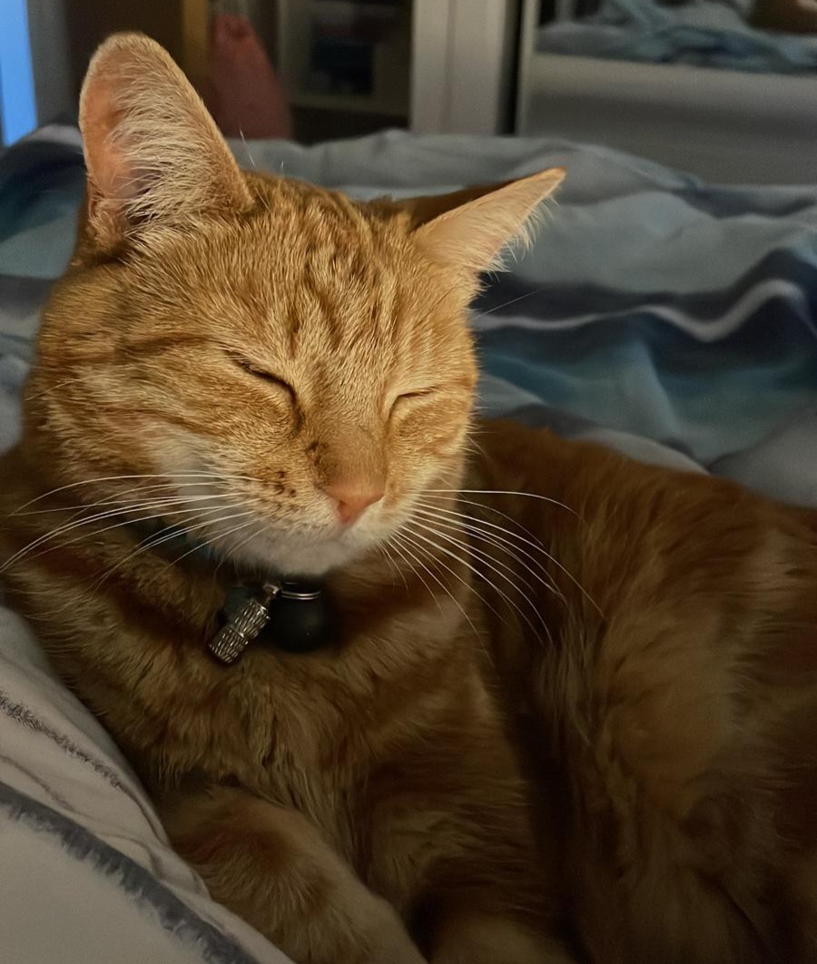 Mark's 7 year old cat Tiger